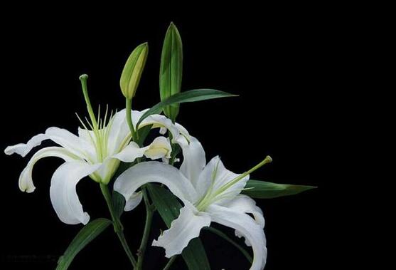 香水百合種植技術，土壤種球消毒/種入土深8-10厘米