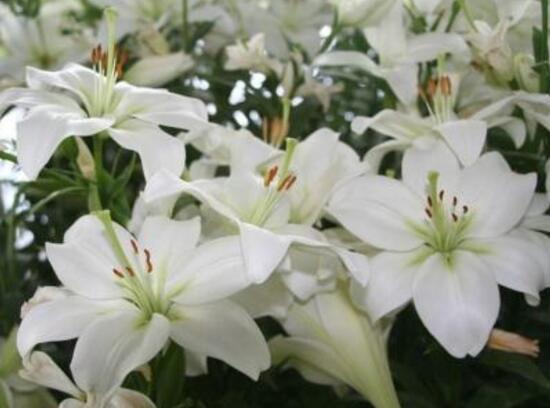 百合花什么時(shí)候開花，百合花不開花怎么辦/適當(dāng)光照