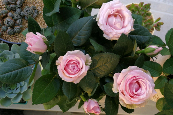 迷你玫瑰的養(yǎng)殖方法和注意事項(xiàng)，可追施1~2次發(fā)酵淘米水