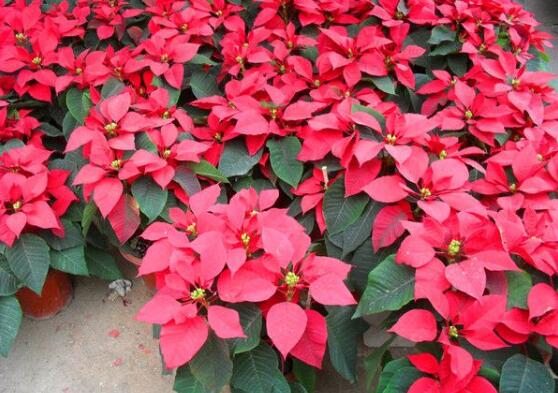 一品紅怎么繁殖，一品紅繁殖方法