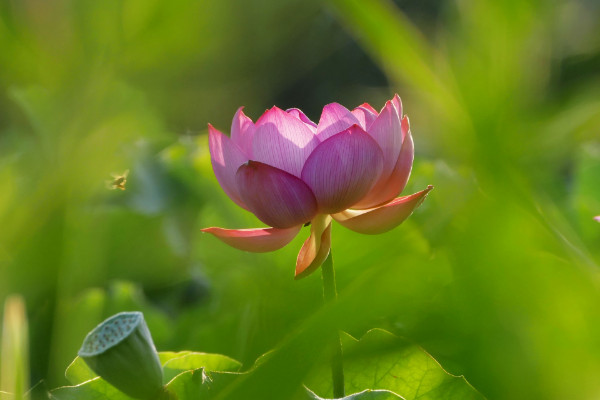 水荷花的養(yǎng)殖方法，明亮充足的光照不可少