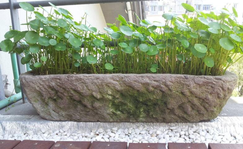 銅錢草怎么種，銅錢草土養(yǎng)的方法步驟