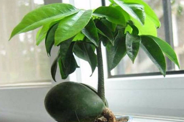 元寶樹的養(yǎng)殖方法和注意事項(xiàng)，保證土壤適宜、光照充足