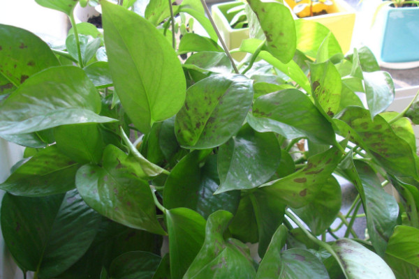 綠蘿葉子發(fā)黑怎么辦，情況嚴(yán)重則修剪后移栽