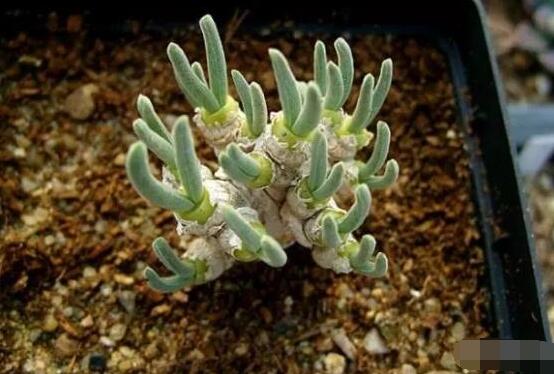 碧光環(huán)爛根怎么辦，兩種爛根防治方法/及時(shí)脫盆修剪消毒