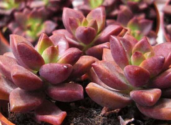 寶石花怎么養(yǎng)，老農(nóng)總結(jié)六大基本養(yǎng)殖方法