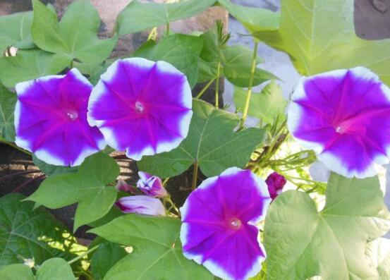 爬藤牽?；缫膯幔枰?利于多次開花