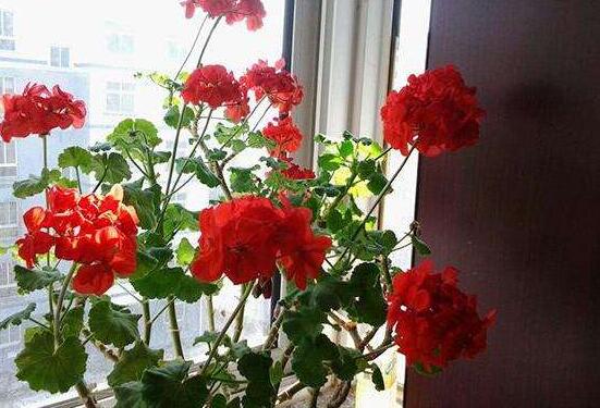 天竺葵哪個(gè)品種最勤花，香葉天竺葵排行榜第一