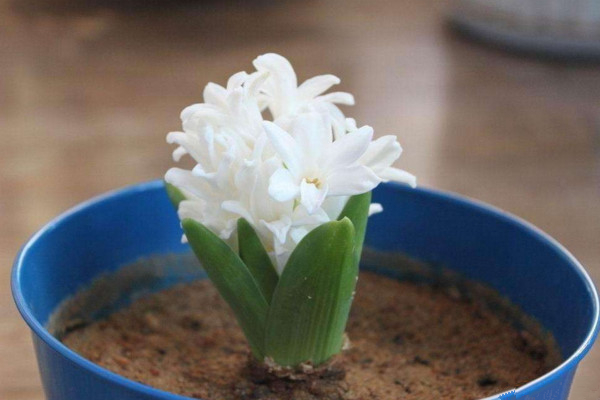 風(fēng)信子凋謝后怎么處理，修剪葉片并保留根莖