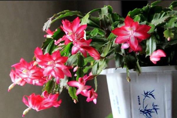 蟹爪蘭開(kāi)花期間的養(yǎng)護(hù)，控制溫度并加強(qiáng)光照