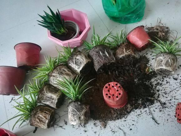 吊蘭怎么換盆，怎么簡單怎么換小方法簡單易學(xué)