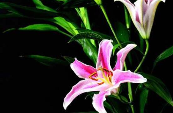 百合花開敗后從哪里剪，從殘花開始修剪保留球莖