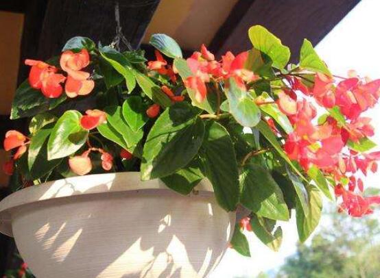 草本海棠花的養(yǎng)殖方法，老農(nóng)總結(jié)出七大最簡單養(yǎng)殖方法