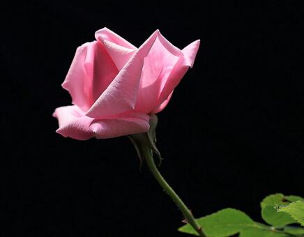 月季花春季管理方法，5個方面進行科學管理