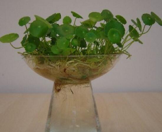 銅錢草可以放魚缸里嗎，銅錢草水培方法