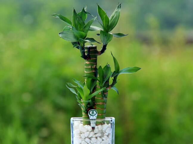 富貴竹的水肥管理，土培和水培的管理都不一樣