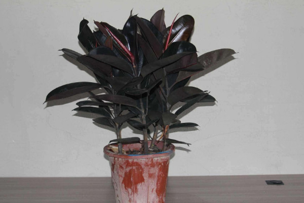 橡皮樹(shù)怎么修剪，摘心刻芽/疏除密枝