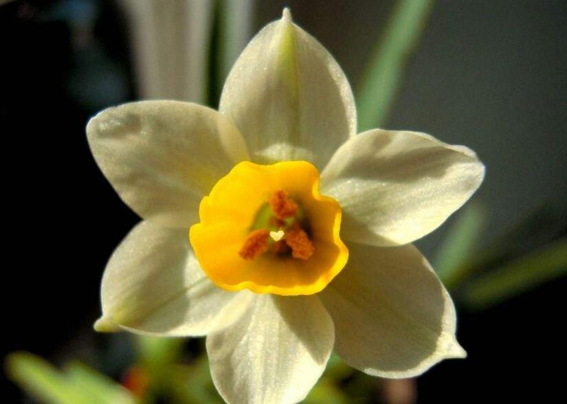 水仙花有什么用處，極具觀賞價值和藥用價值