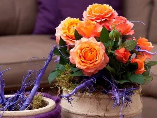 月季花的品種，大花香水月季品種極具觀賞性