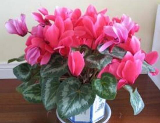 仙客來(lái)怎么修剪，仙客來(lái)剪葉子教程