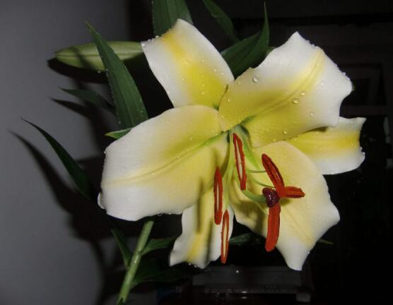 百合花放在室內(nèi)有毒嗎，花香導(dǎo)致失眠、惡心，煩亂(無(wú)毒)