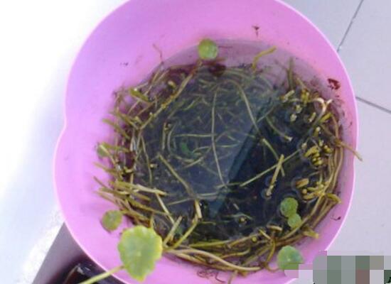 銅錢草怎么修剪，銅錢草剪掉葉子能活嗎