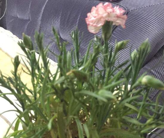 康乃馨為何葉子尖黃，康乃馨葉子發(fā)黃怎么辦