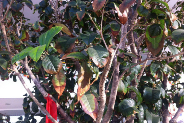 桂花葉子干枯怎么急救，換土控溫/剪葉增濕