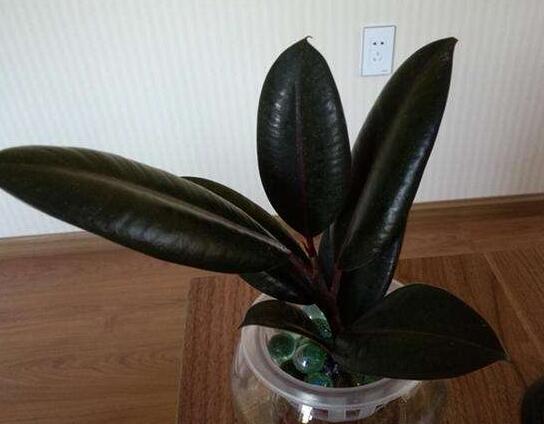 黑金剛和橡皮樹的區(qū)別，其實就就是橡皮樹的一種