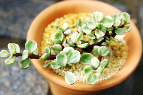 雅樂(lè)之舞怎么養(yǎng)成粉色，掌握以下要點(diǎn)是關(guān)鍵