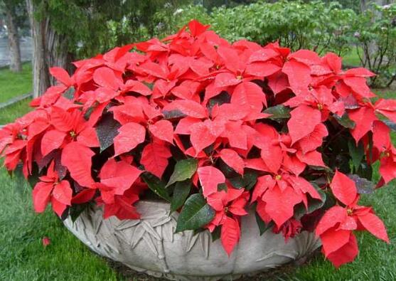 一品紅能放家里養(yǎng)殖嗎，凈化空氣、共祝新生的美好