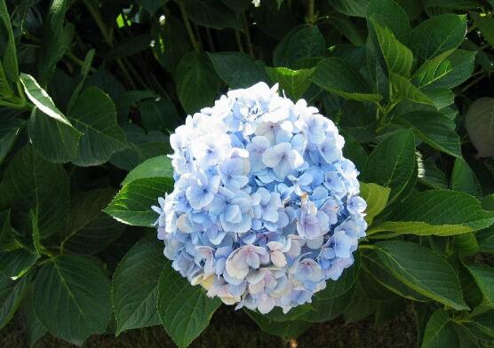 繡球花的花語和寓意，忠貞永恒、浪漫圓滿