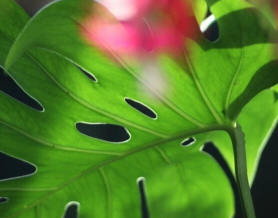 龜背竹葉子發(fā)黃怎么辦，龜背竹葉子發(fā)黃解決辦法