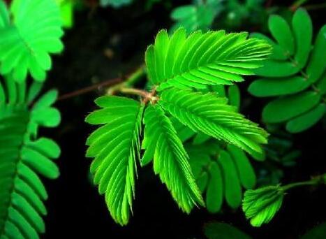 含羞草葉子干了怎么辦，及時(shí)查看是否有病蟲(chóng)害