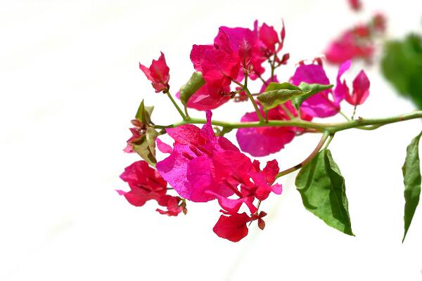 如何讓三角梅開花，三角梅催花技巧