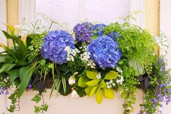 繡球花葉子發(fā)黃邊緣干枯怎么辦，根據(jù)問題的原因進(jìn)行處理