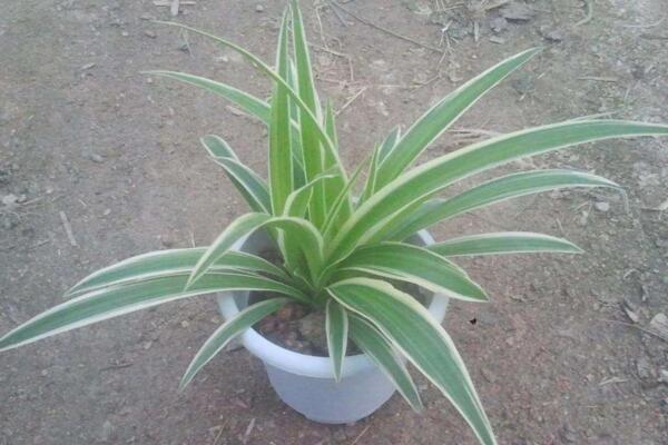 吊蘭有哪些品種，觀賞價值最高的吊蘭是紫吊蘭