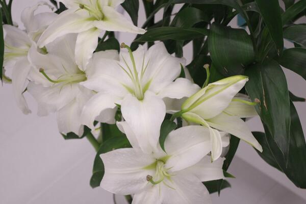 百合開花后怎么處理，及時修剪并適當(dāng)追肥