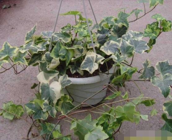 常春藤葉片干枯怎么辦，四種原因以及解決方法