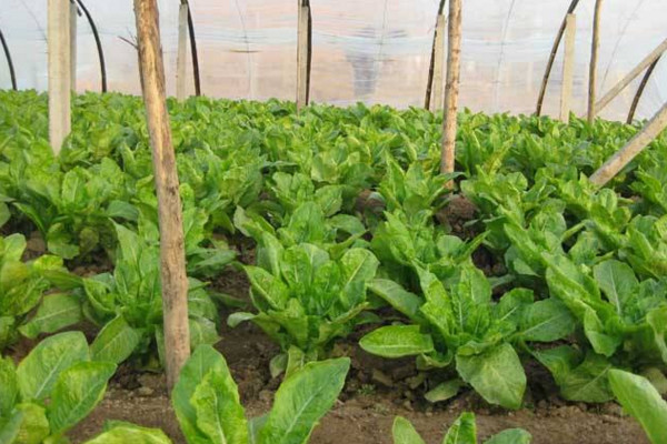 萵筍什么時(shí)候成熟