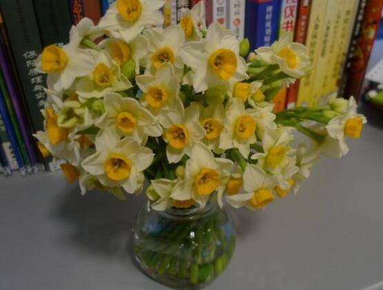 水仙花的栽培技術，盤點水培與土培簡單操作步驟