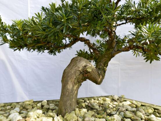 羅漢松可以水培嗎，羅漢松水培養(yǎng)殖方法