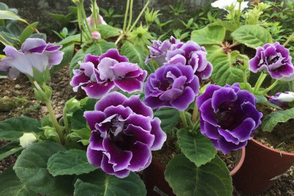 大巖桐花怎么繁殖，播種/分球/扦插等繁殖方式