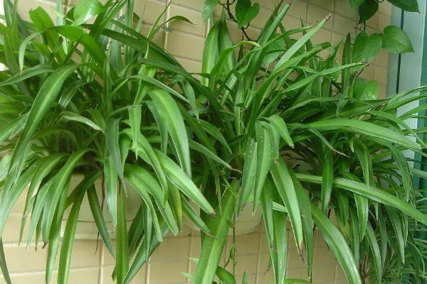 水培吊蘭自制營養(yǎng)液，可用尿液/淘米水等材料制作