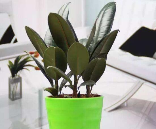 橡皮樹多久澆次水，橡皮樹怎么澆水