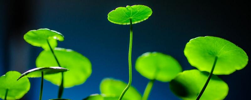 銅錢草怎么養(yǎng)