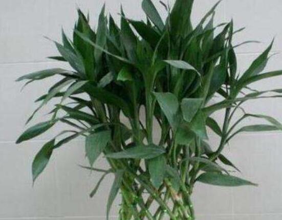 富貴竹禁忌擺放位置，盤點(diǎn)四個(gè)禁忌位置(財(cái)位/門口/廁所/金屬旁)