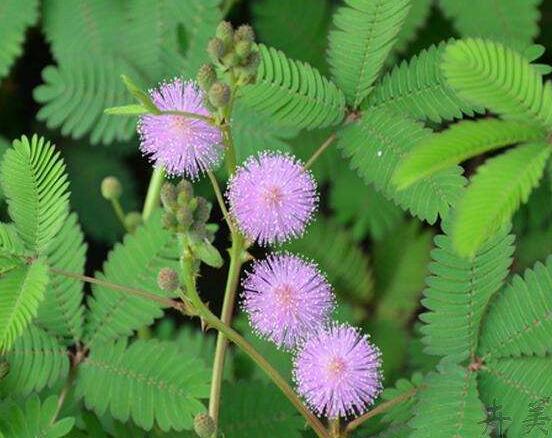 含羞草蔫了怎么辦，教你三種最直觀有效解決方法
