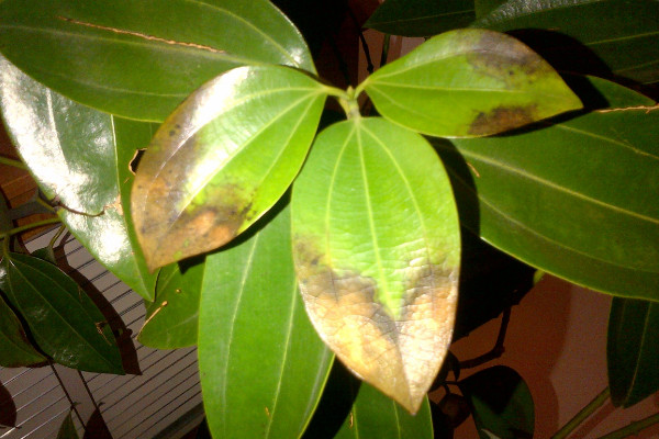 平安樹(shù)葉子尖發(fā)黑干枯