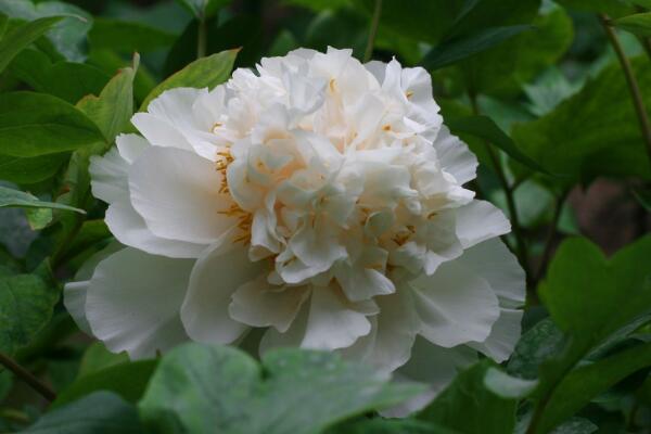 牡丹花語(yǔ)是什么，典雅大方、雍容富貴